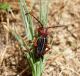 Turchia 2010_Pedestredorcadion urmianum_Kolbasi 376.jpg