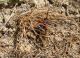 Turchia 2010_Pedestredorcadion urmianum_Kolbasi 369.jpg