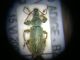 Phyllobius cf. arborator_Vetta M. Penegal (1700 m), Caldaro (BZ) (1).jpg