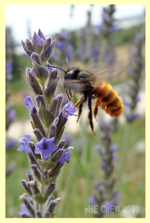 Osmia cornuta su Lavandula angustifolia.JPG