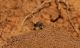 IMG_0052_NestHoles_BeeB (2)_sm.JPG