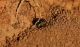 IMG_0089_NestHoles_BeeB (2)_sm.JPG