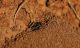 IMG_0093_NestHoles_BeeB (2)_sm.JPG