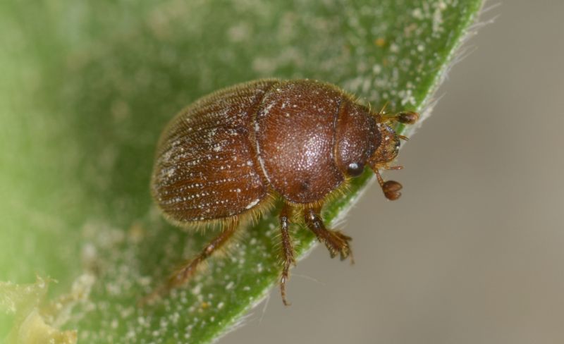 Scarabaeidae 13-04-2020 Urla Ev2.jpg