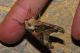 Phlogophora meticulosa 08.jpg