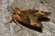Phlogophora meticulosa 27.jpg