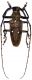 Batocera rubus bipunctata M.jpg