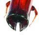 DinoplatypusCupulatusMaschioDECLIVITY.jpg