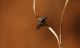 IMG_0061_LittleBee_C (2)_sm.JPG