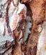 Nothorhina muricata (Dalman, 1817) Akseki (Tokat) Pinus sp..JPG