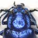 Oreina_prothorax.FEI.jpg