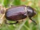 Scalambra_7-VII-2010_a.jpg