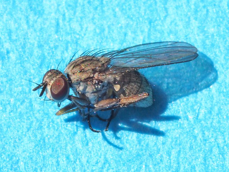 Muscidae_Coenosia_sp (2).jpg