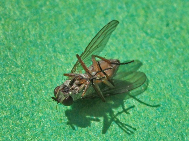 Muscidae_Coenosia_sp (3).jpg