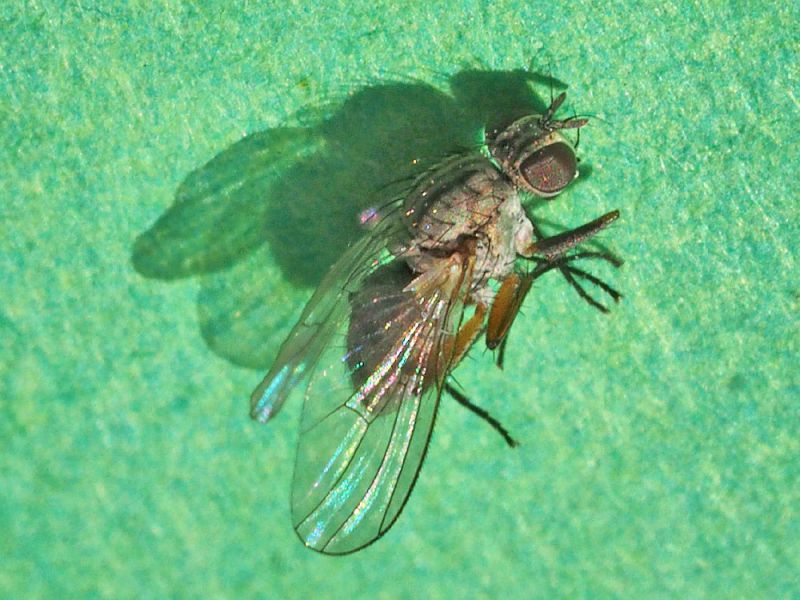 Muscidae_Coenosia_sp (4).jpg