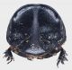 Copris_hispanus_cavolinii_frontal2.FEI.jpg