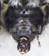 Habropoda_tarsata_sterna.FEI.jpg