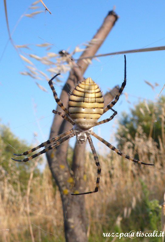 argiope lobata 1.jpg