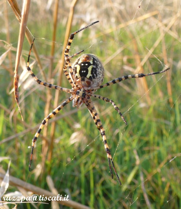 argiope lobata 2.jpg