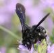 IMG_5406 Anthophoridae Thyreus forum.jpg