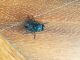IMG_20200420_170347_resize_6.jpg