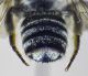 Megachile_tergum.FEI.jpg