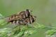 Eupeodes luniger04.jpg
