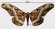 Dactyloceras lucina (Drury, 1782) rid.jpg