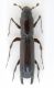 Spathidicerus thomsoniMASCHIOAlto1.jpg
