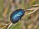cryptocephalus_sp_1551.jpg