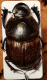 gono_m.png