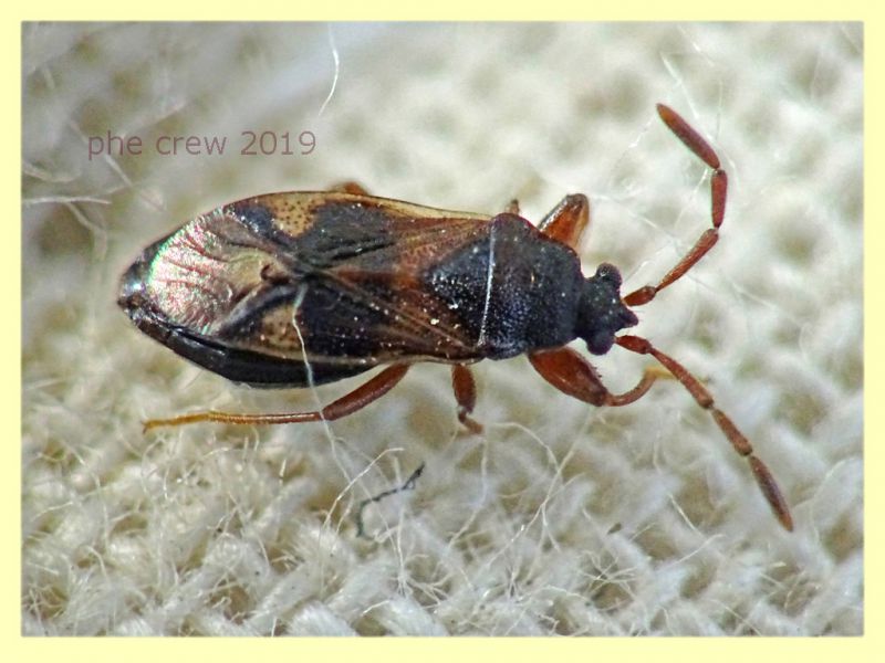 probabile Taphropelthus sp. circa 3 mm. - Anzio 17.9.2019 - (5).JPG