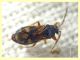 probabile Taphropelthus sp. circa 3 mm. - Anzio 17.9.2019 - (4).JPG