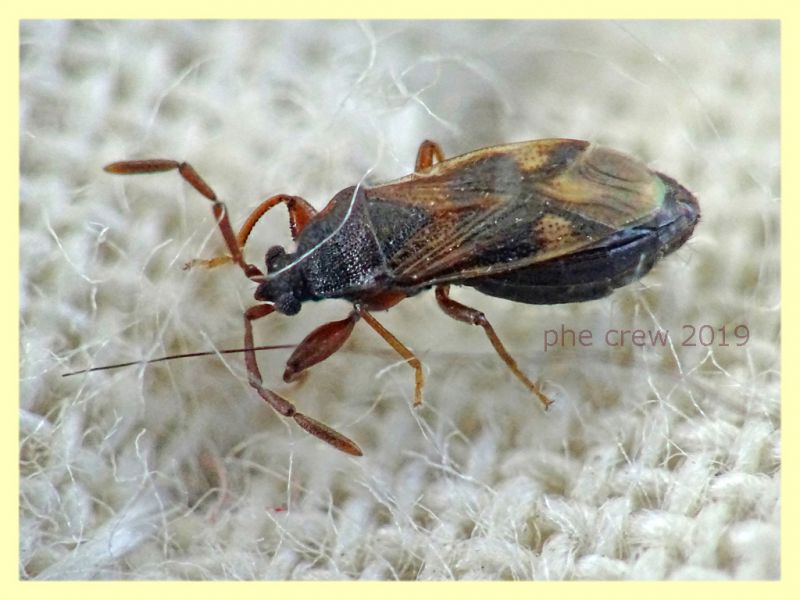 probabile Taphropelthus sp. circa 3 mm. - Anzio 17.9.2019 - (6).JPG