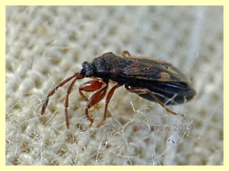 probabile Taphropelthus sp. circa 3 mm. - Anzio 17.9.2019 - (3).JPG