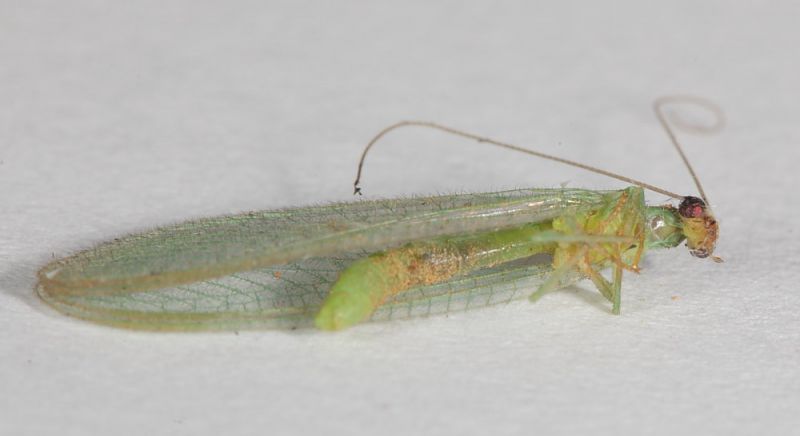 Chrysopidae elbano II5.JPG