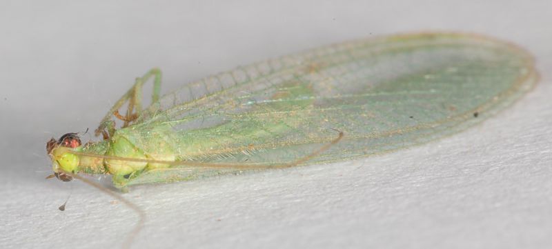 Chrysopidae elbano II6.JPG