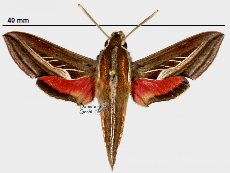 Basiothia charis (Walker, 1856)rid.jpg