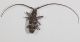 Monochamus galloprovincialis1.JPG