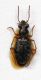 Asaphidion sp.jpg