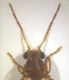 Ernobius sp. dettaglio copia.jpg