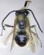 Eucera_clypeata.FEI.jpg