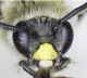 Eucera_clypeata_head.FEI.jpg