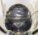 Eucera_clypeata_sterna.FEI.jpg
