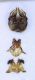 Eucera_clypeata_genitalia.FEI.jpg
