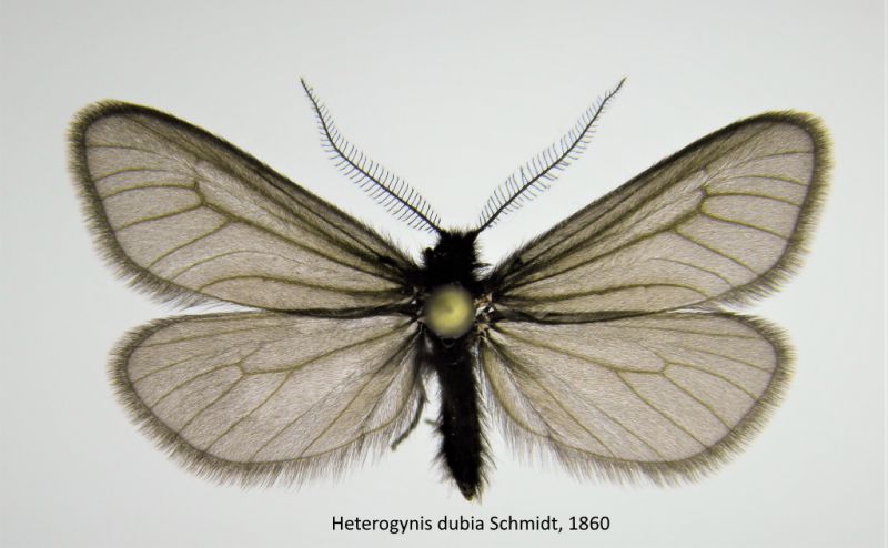 H. dubia.JPG