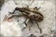 Curculionidae-sp-20190610-001-JOGf.jpg