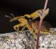 Curculio2_thumb.jpg