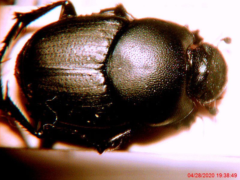 onthophagus iran altro.jpg