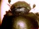 onthophagus iran altro.1.jpg